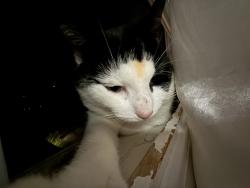 Lost Male Cat last seen Near spring rd north haven ct, North Haven, CT 06473
