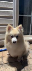 Found/Stray Male Dog last seen Monroe rd, Charlotte, NC 28212