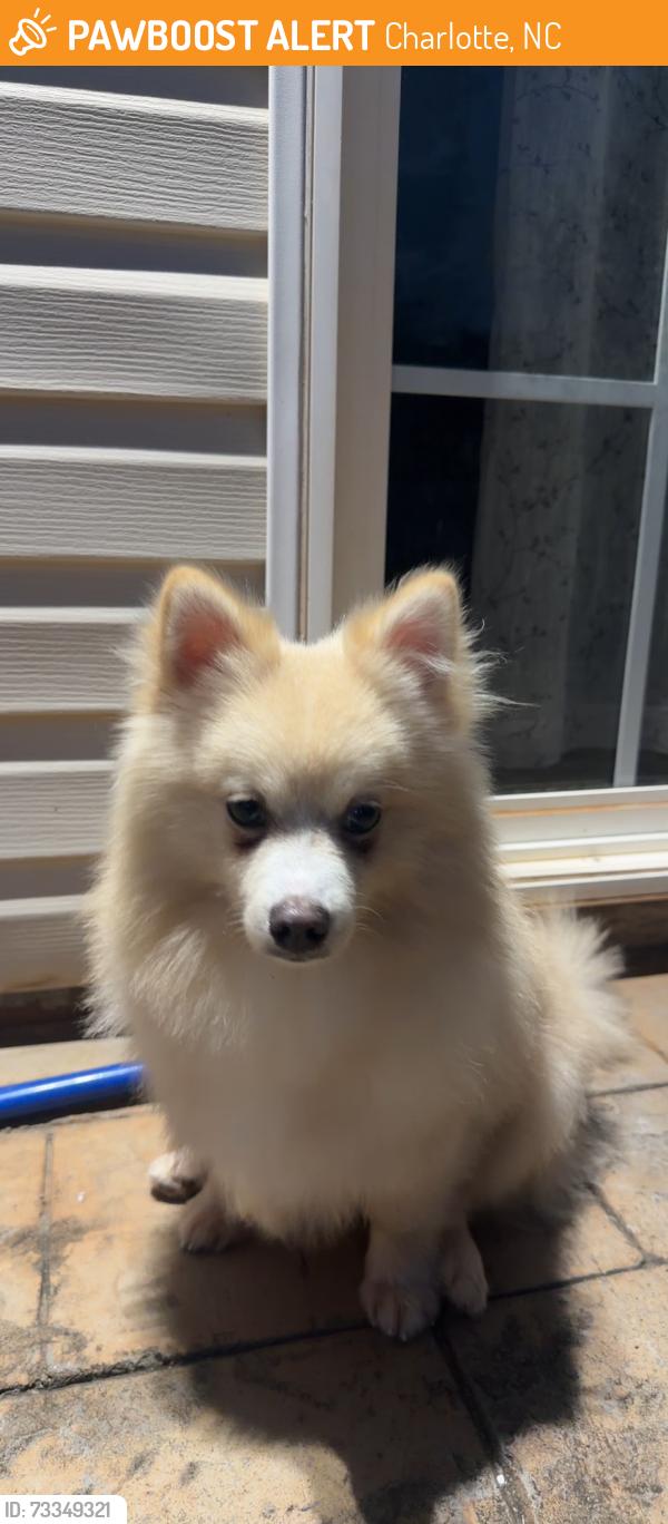 Found/Stray Male Dog last seen Monroe rd, Charlotte, NC 28212