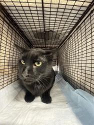 Shelter Stray Male Cat last seen Near BLOCK NE 5 AV, POMPANO BEACH FL 33060, 2400 SW 42nd St, Fort Lauderdale, FL 33312, USA