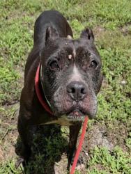 Shelter Stray Female Dog last seen Near BLOCK NW 43 AV, COCONUT CREEK FL 33066, 2400 SW 42nd St, Fort Lauderdale, FL 33312, USA