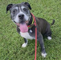 Shelter Stray Male Dog last seen Near BLOCK NE 20 CT, WILTON MANORS FL 33305, 2400 SW 42nd St, Fort Lauderdale, FL 33312, USA