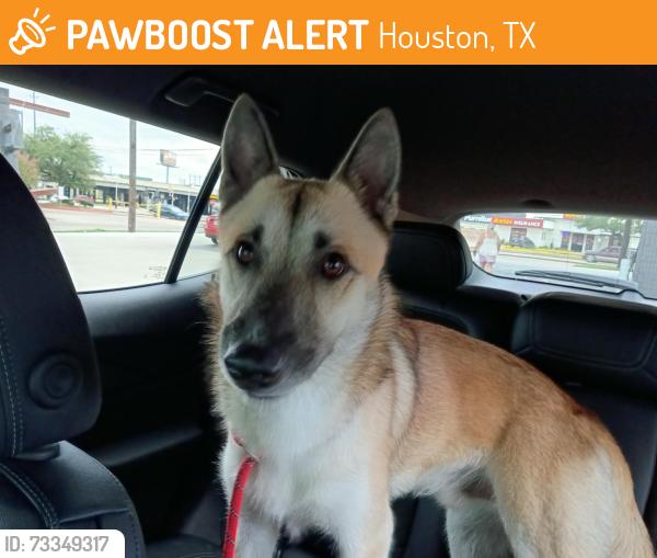Found/Stray Male Dog last seen Studewood and n main, Houston, TX 77008