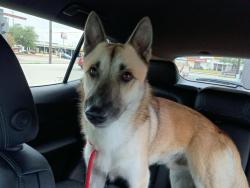 Found/Stray Male Dog last seen Studewood and n main, Houston, TX 77008