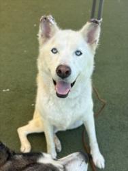 Shelter Stray Female Dog last seen , 11361 W Pico Blvd, Los Angeles, CA 90064, USA