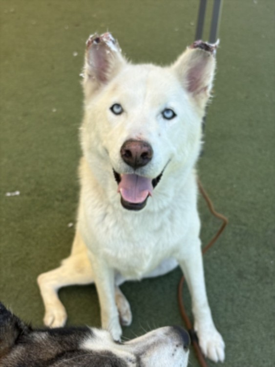 Shelter Stray Female Dog last seen , 11361 W Pico Blvd, Los Angeles, CA 90064, USA