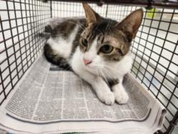 Shelter Stray Female Cat last seen , 11361 W Pico Blvd, Los Angeles, CA 90064, USA