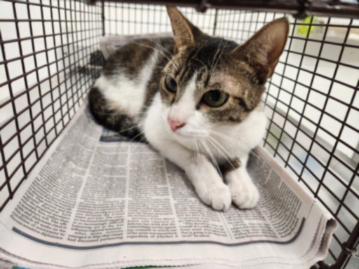 Shelter Stray Female Cat last seen , 11361 W Pico Blvd, Los Angeles, CA 90064, USA