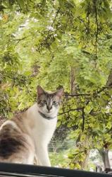 Lost Male Cat last seen Alice st, Penn st, William st 48124, Dearborn, MI 48124