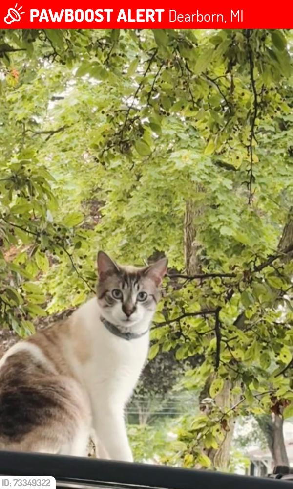 Lost Male Cat last seen Alice st, Penn st, William st 48124, Dearborn, MI 48124