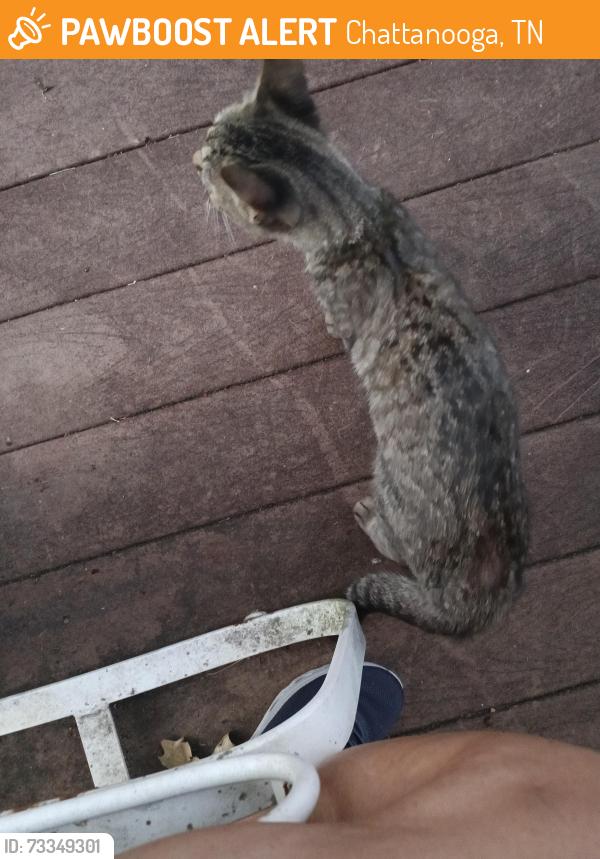 Found/Stray Female Cat last seen Shady Fork Road and Swanson's Ridge in Hurricane Creek subdivision, Chattanooga, TN 37421
