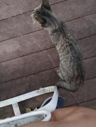 Found/Stray Female Cat last seen Shady Fork Road and Swanson's Ridge in Hurricane Creek subdivision, Chattanooga, TN 37421
