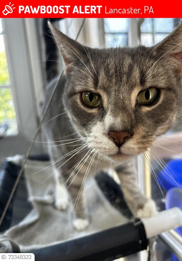 Lost Male Cat last seen Millersville Road near W Fairway Dr, Lancaster, PA 17603