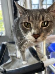 Lost Male Cat last seen Millersville Road near W Fairway Dr, Lancaster, PA 17603