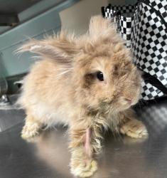 Shelter Stray Male Other last seen , 4275 Elton St, Baldwin Park, CA 91706, USA