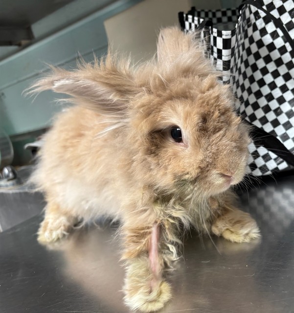 Shelter Stray Male Other last seen , 4275 Elton St, Baldwin Park, CA 91706, USA