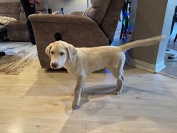 Found/Stray Male Dog last seen Trinity Street, Decatur, Tx, Decatur, TX 76234