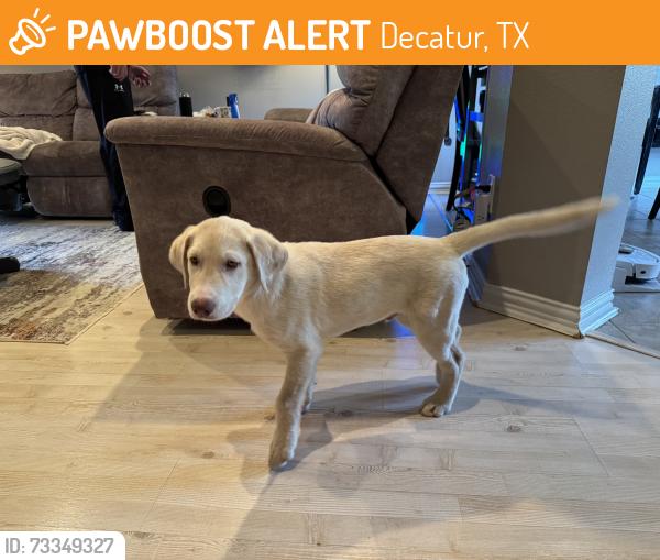 Found/Stray Male Dog last seen Trinity Street, Decatur, Tx, Decatur, TX 76234