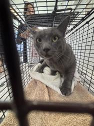Shelter Stray Male Cat last seen , 957 N Gaffey St, San Pedro, CA 90731, USA