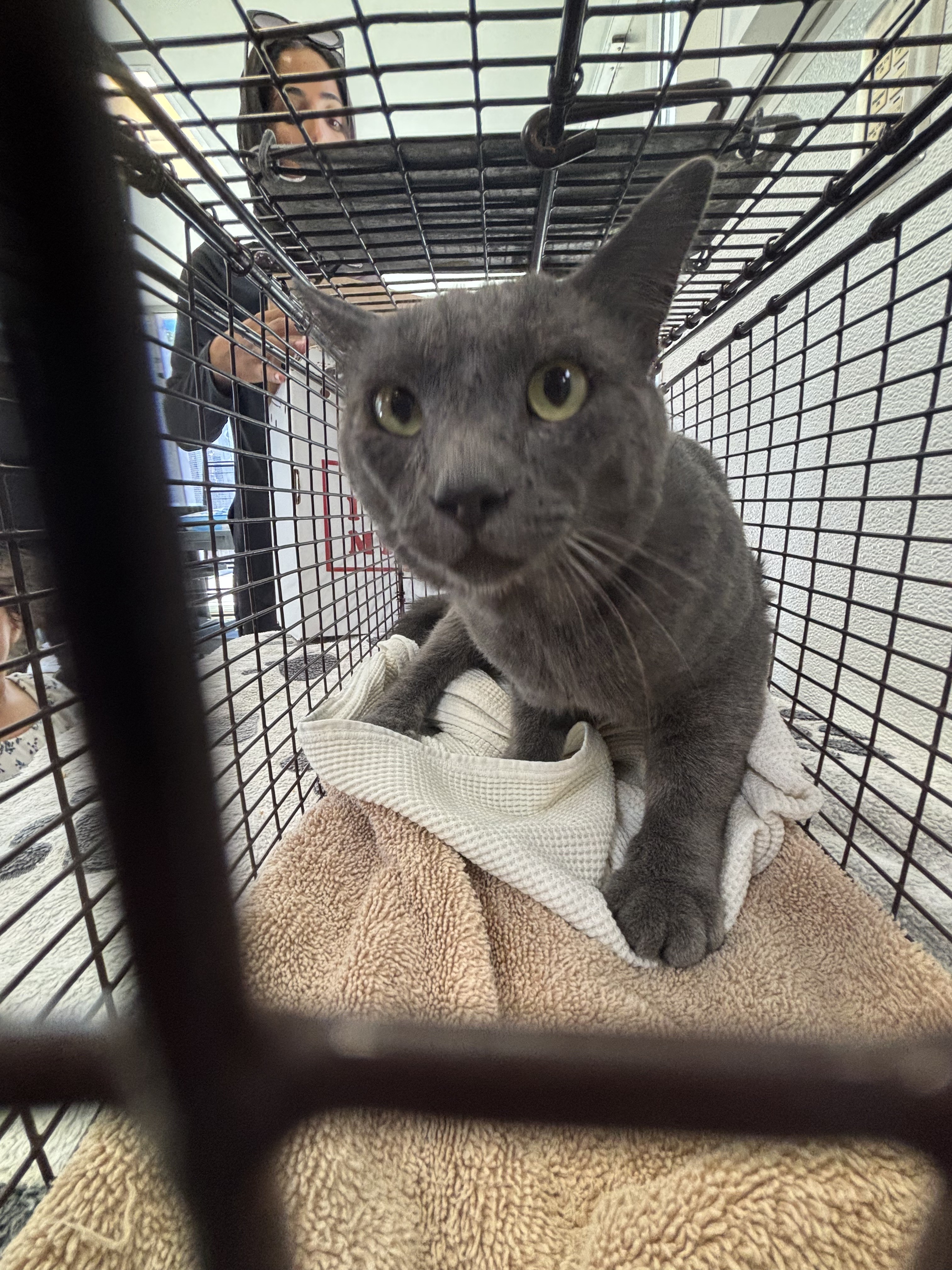 Shelter Stray Male Cat last seen , 957 N Gaffey St, San Pedro, CA 90731, USA