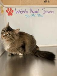 Shelter Stray Unknown Cat last seen Near BLOCK N MAIN, ANDOVER, KS 67002, 3303 N Hillside St, Wichita, KS 67219, USA