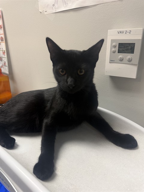 Shelter Stray Male Cat last seen Near BLOCK BLUEJAY WAY, HEMET CITY, 581 S Grand Ave, San Jacinto, CA 92582, USA