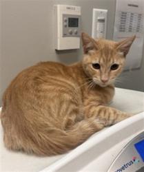 Shelter Stray Male Cat last seen Near BLOCK BLUEJAY WAY, HEMET CITY, 581 S Grand Ave, San Jacinto, CA 92582, USA