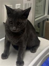 Shelter Stray Male Cat last seen Near BLOCK BLUEJAY WAY, HEMET CITY, 581 S Grand Ave, San Jacinto, CA 92582, USA