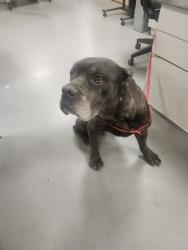 Shelter Stray Female Dog last seen Near BLOCK THEODORE ST, MORENO VALLEY, CA, 581 S Grand Ave, San Jacinto, CA 92582, USA