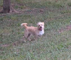Found/Stray Unknown Dog last seen Along the Brays Bayou trail near Mac Gregor Park, Houston, TX 77021