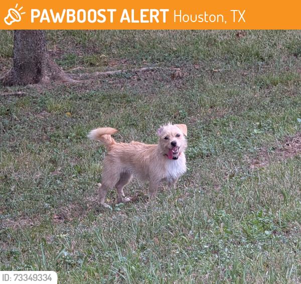 Found/Stray Unknown Dog last seen Along the Brays Bayou trail near Mac Gregor Park, Houston, TX 77021