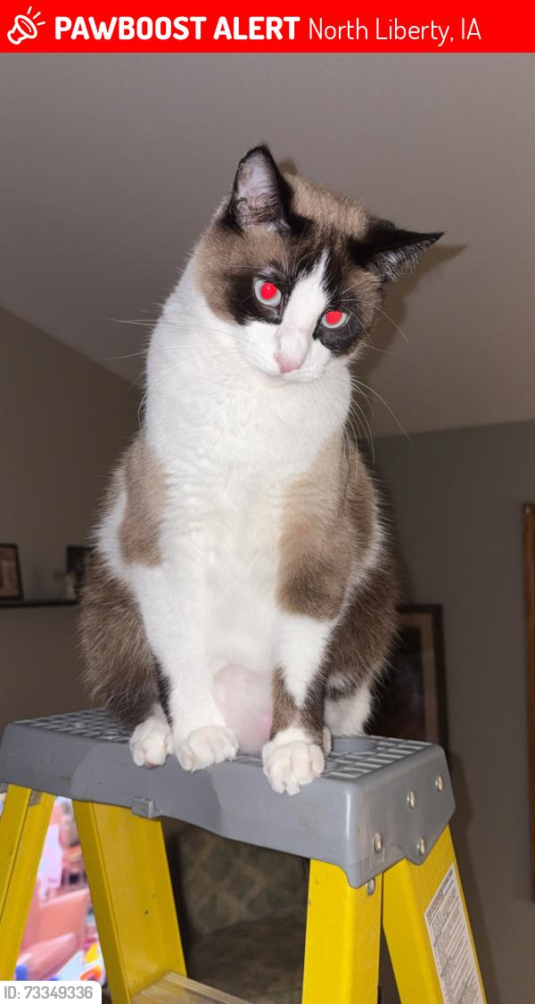 Lost Male Cat last seen by A&J tap, North Liberty, IA 52317