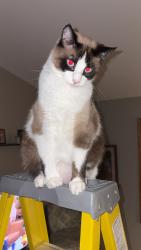 Lost Male Cat last seen by A&J tap, North Liberty, IA 52317