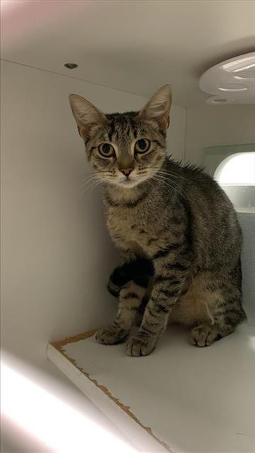 Shelter Stray Female Cat last seen Near BLOCK N BRAWLEY AVE, FRESNO CA 93722 6312, 5277 E Airways Blvd, Fresno, CA 93727, USA