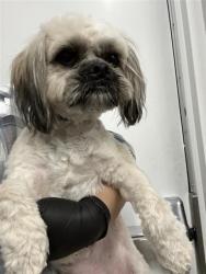 Shelter Stray Male Dog last seen Near BLOCK N AUGUSTA ST, FRESNO CA 93726 4904, 5277 E Airways Blvd, Fresno, CA 93727, USA