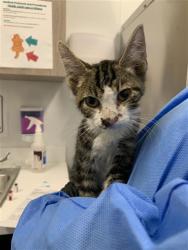 Shelter Stray Male Cat last seen Near BLOCK N FIRST ST, FRESNO CA 93720 2901, 5277 E Airways Blvd, Fresno, CA 93727, USA