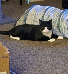 Lost Male Cat last seen 109th Avenue, Vancouver, WA 98682