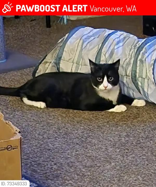 Lost Male Cat last seen 109th Avenue, Vancouver, WA 98682