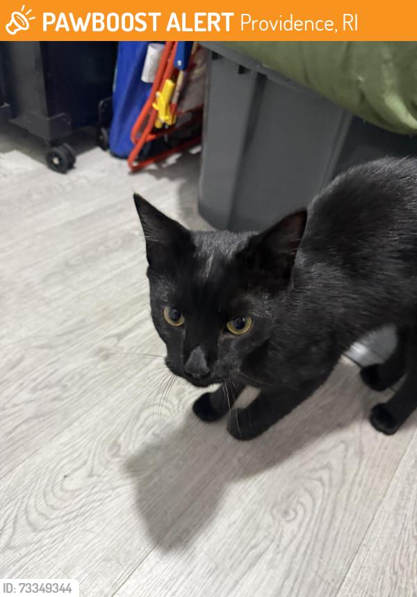 Found/Stray Unknown Cat last seen Plainfield, Providence, RI 02903