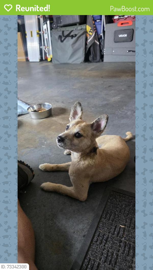 Reunited Male Dog last seen Western and Garden Grove Blvd, Westminster, CA 92683