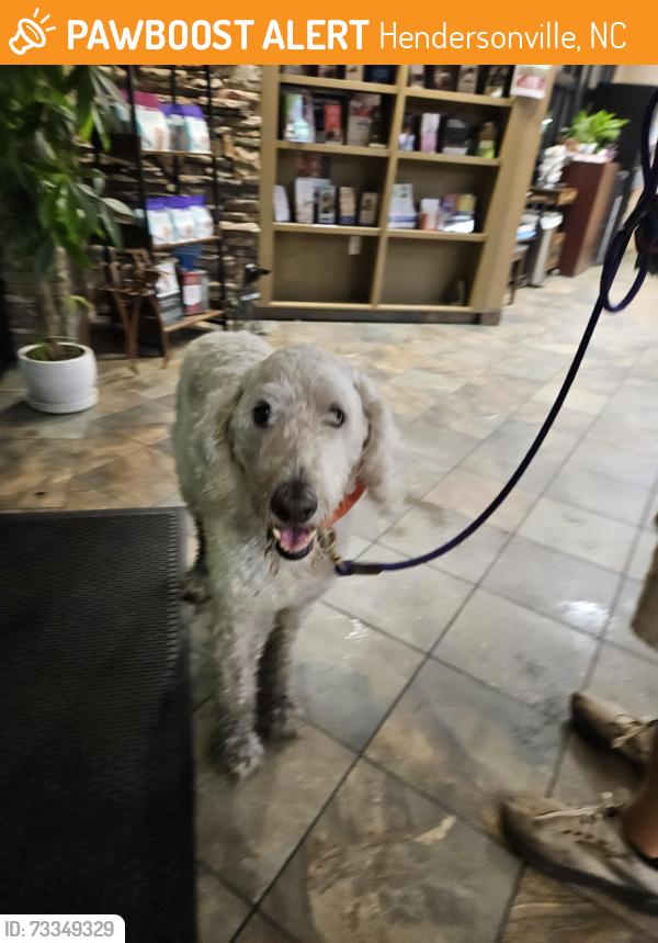 Found/Stray Male Dog last seen Turtle Lane, Hendersonville, NC 28791