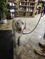 Reunited Male Dog last seen Turtle Lane, Hendersonville, NC 28791
