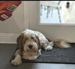 Reunited Male Dog last seen Richard Allie Middle School, Crowley, TX 76036