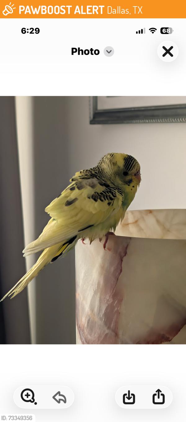 Found/Stray Unknown Bird last seen Near and Park Central, Dallas, TX 75251