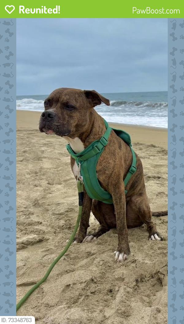 Reunited Male Dog last seen Whipple Ave and Hopkins, Redwood City, CA 94062