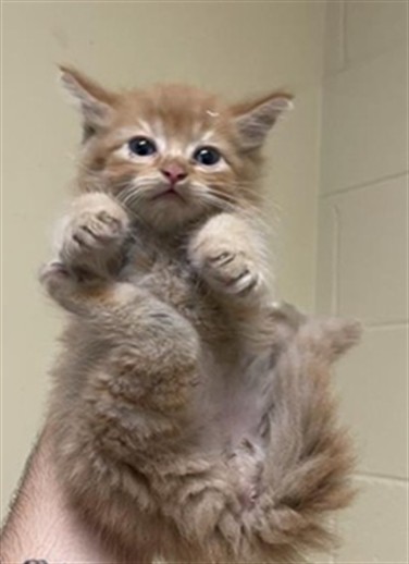 Shelter Stray Male Cat last seen BLUEBROOK WAY & SAMOS WAY, 2127 Front St, Sacramento, CA 95818, USA