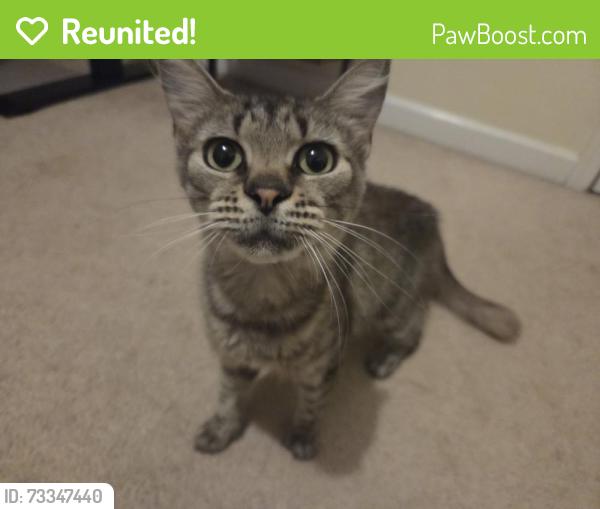 Reunited Female Cat last seen South Huron & Seneca Drive, Oxon Hill, MD 20745