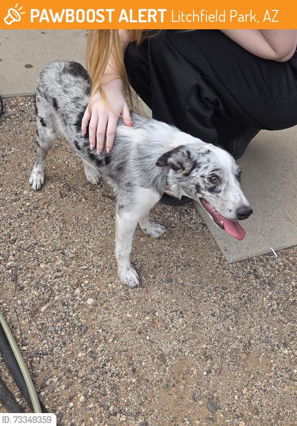 Found/Stray Female Dog last seen 191st and earl., Litchfield Park, AZ 85340