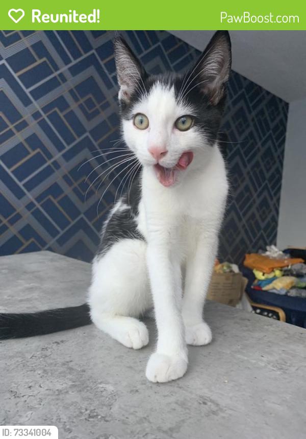 Reunited Male Cat last seen Near Laggan square Maidenhead, Berkshire, England SL6 7LA