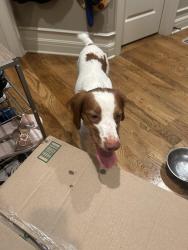 Found/Stray Female Dog last seen Charlotte & Darnell Streets, Shawnee, KS 66216